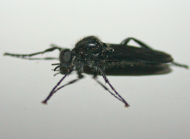 Bibio sp.